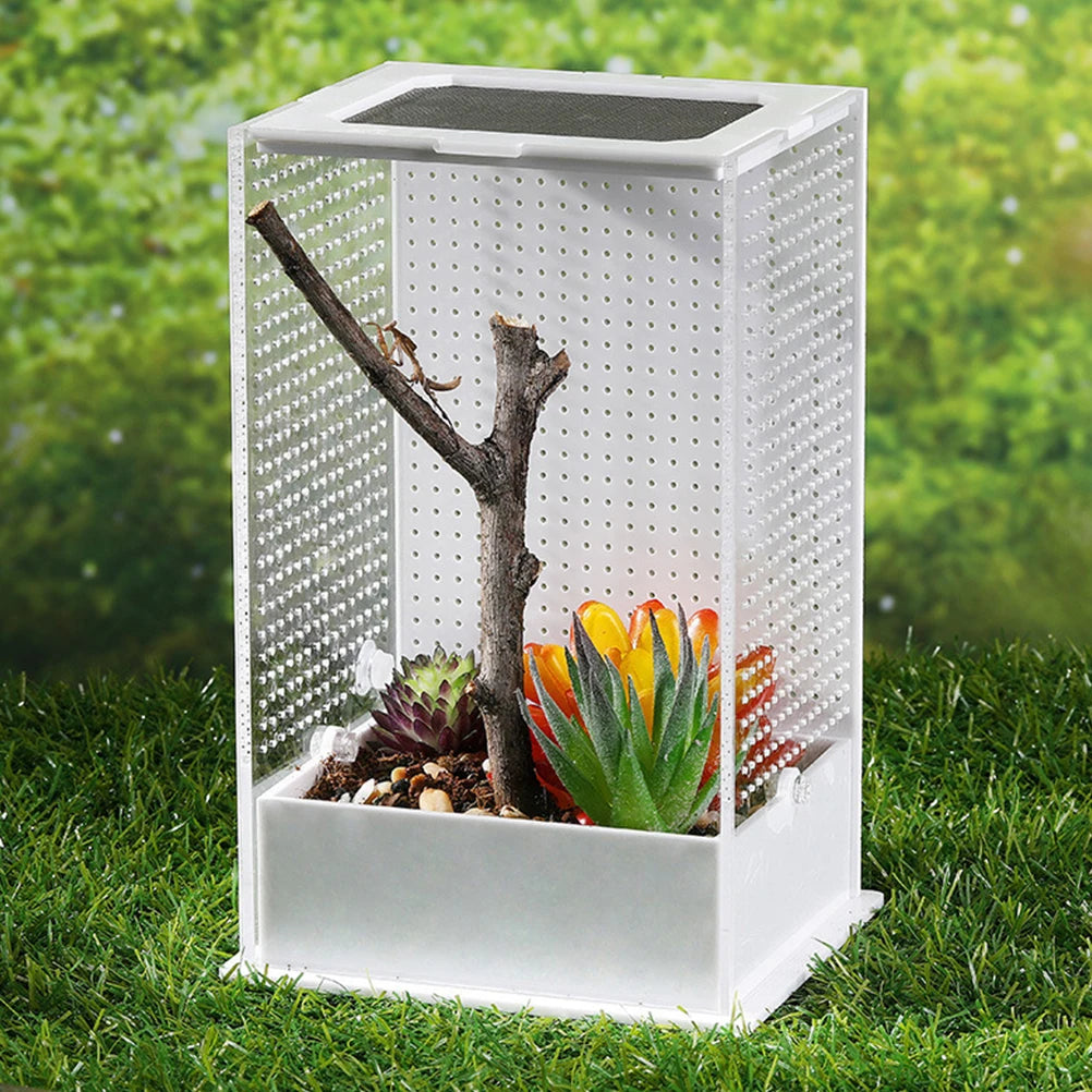 Terrarium Acrylique Transparent : Vue Panoramique