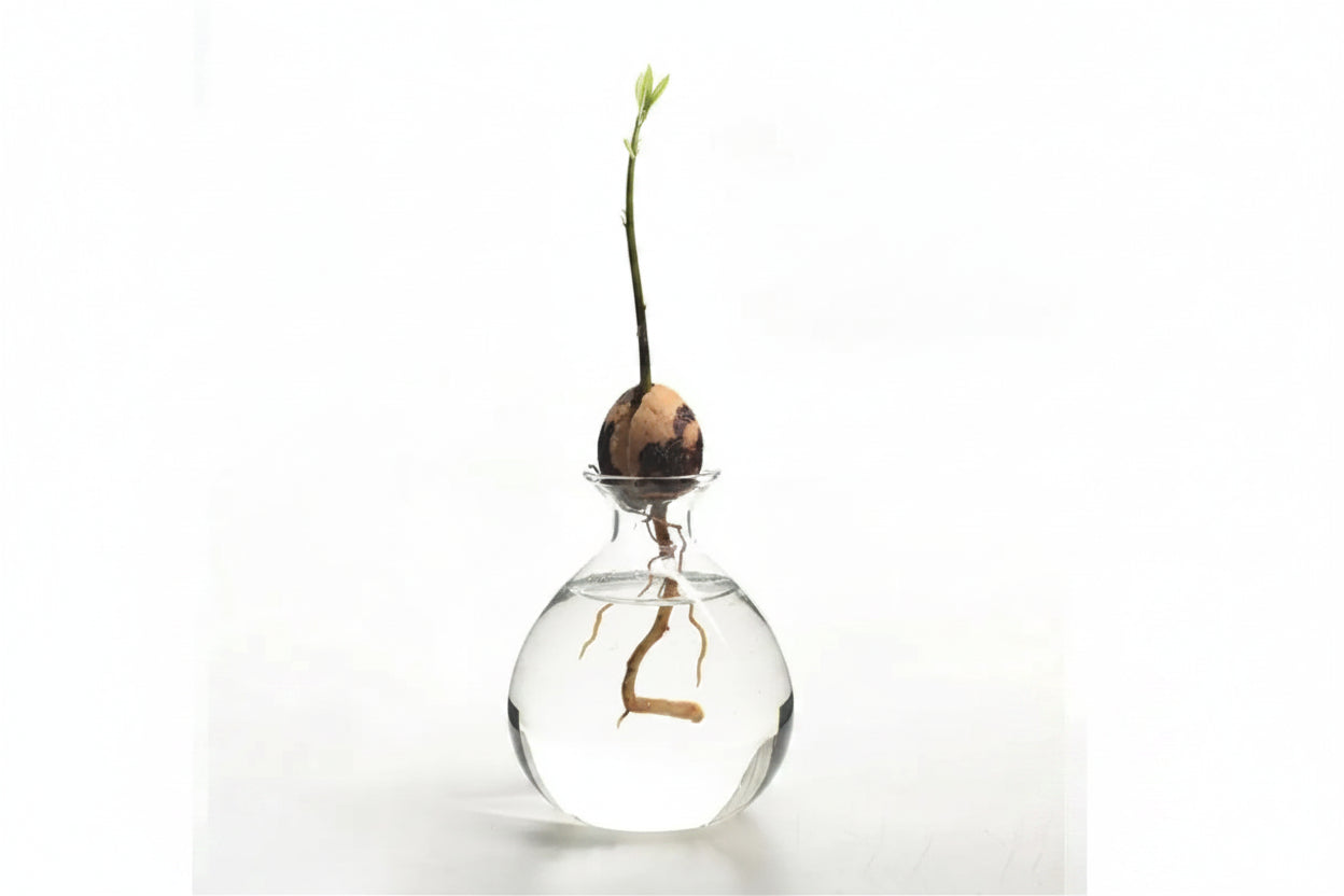 Vase à Noyau d'Avocatier en Verre