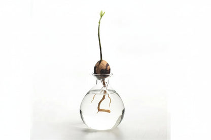 Vase à Noyau d'Avocatier en Verre