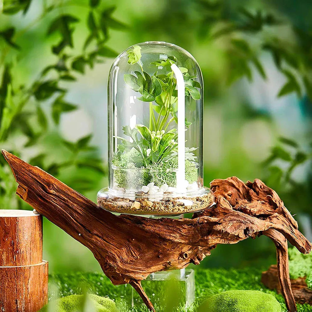Cloche Terrarium Verre Borosilicaté Moderne
