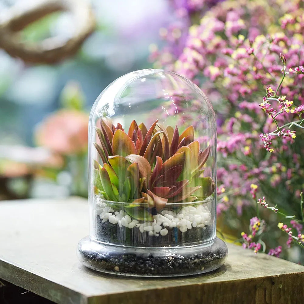 Cloche en Verre Borosilicaté - Terrarium & Présentoir Moderne