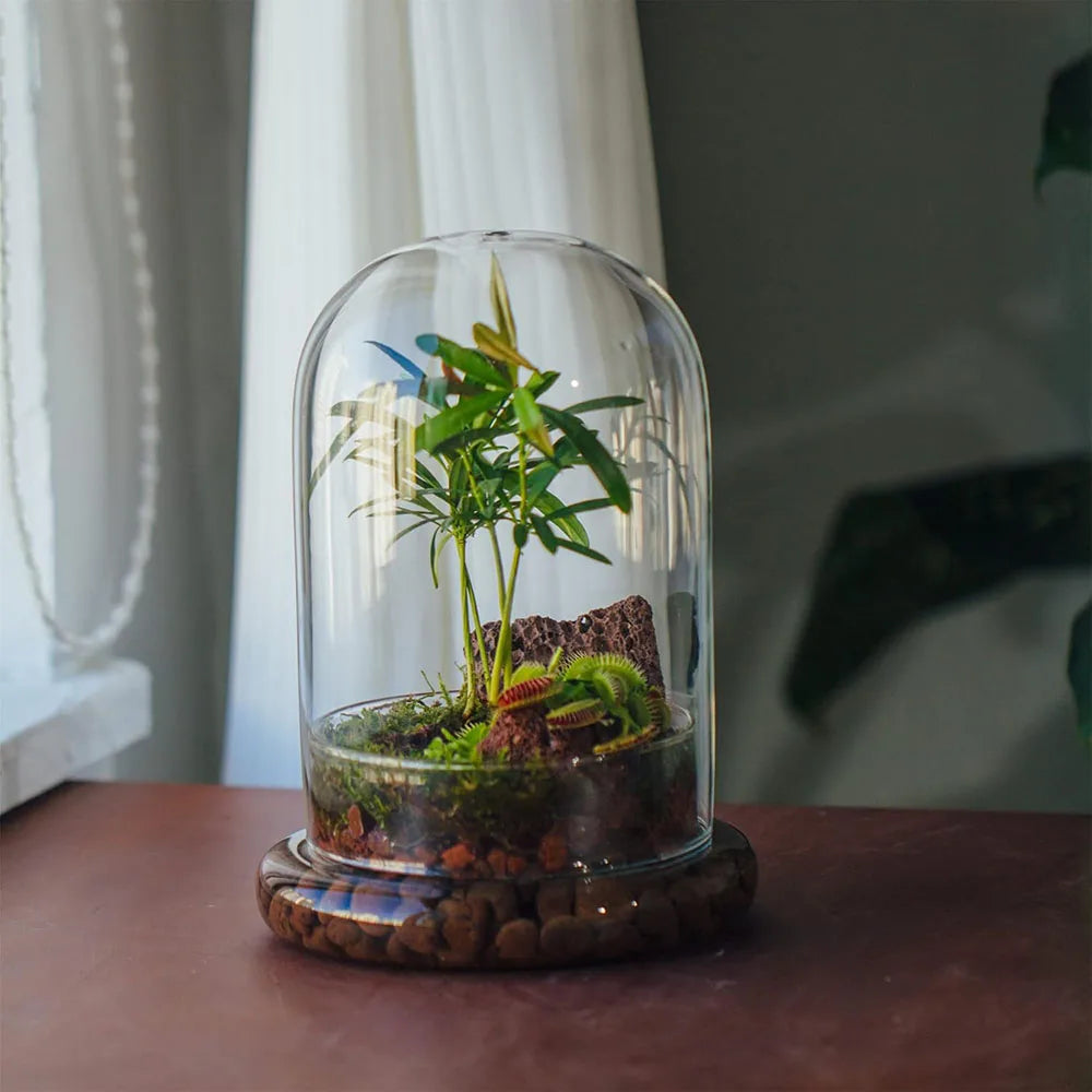 Cloche en Verre Borosilicaté - Terrarium & Présentoir Moderne
