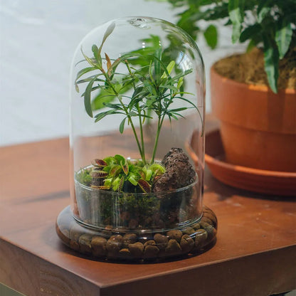 Cloche en Verre Borosilicaté - Terrarium & Présentoir Moderne