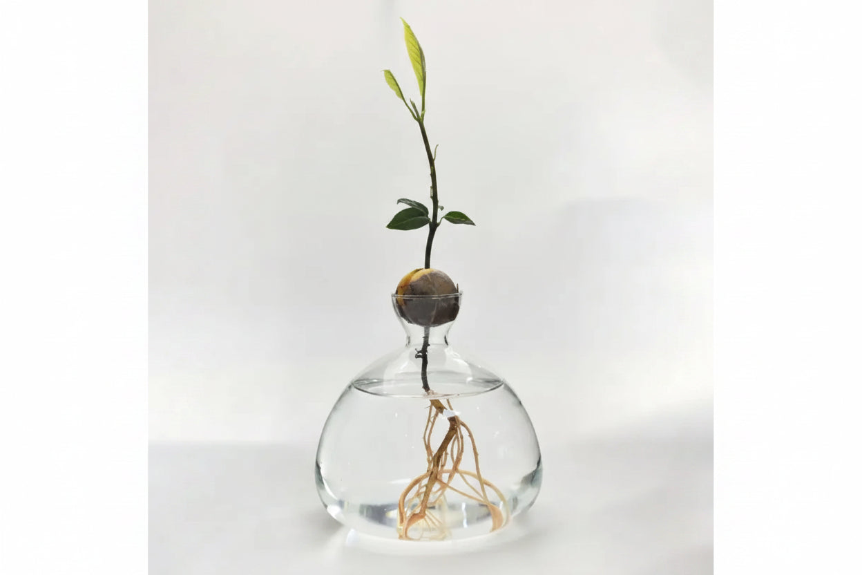 Vase à Noyau d'Avocatier en Verre