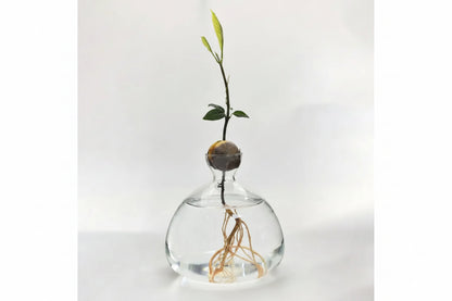 Vase à Noyau d'Avocatier en Verre