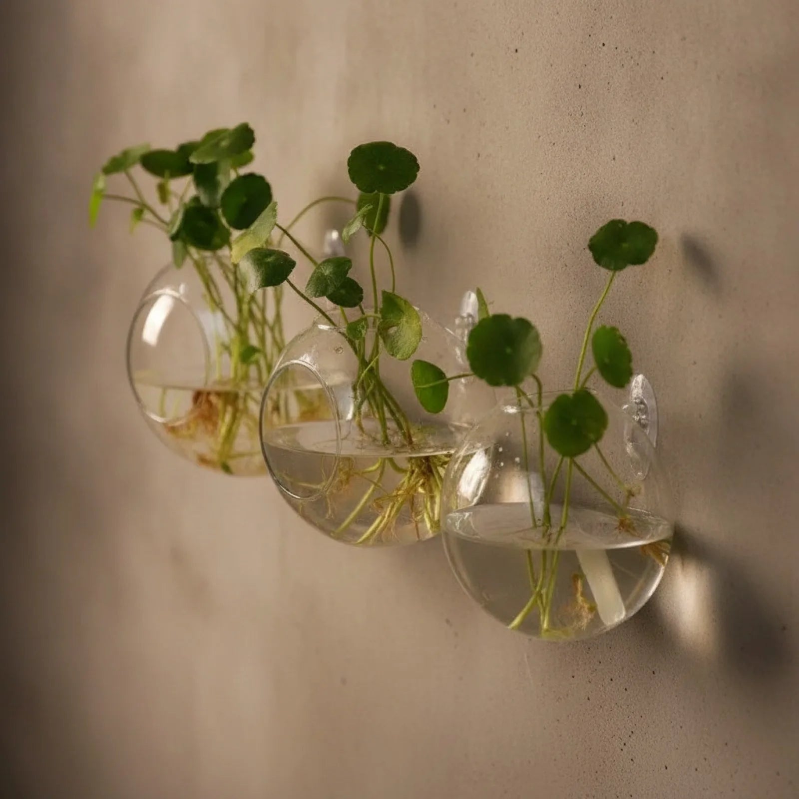 Terrarium Mural Design en Verre Suspendu