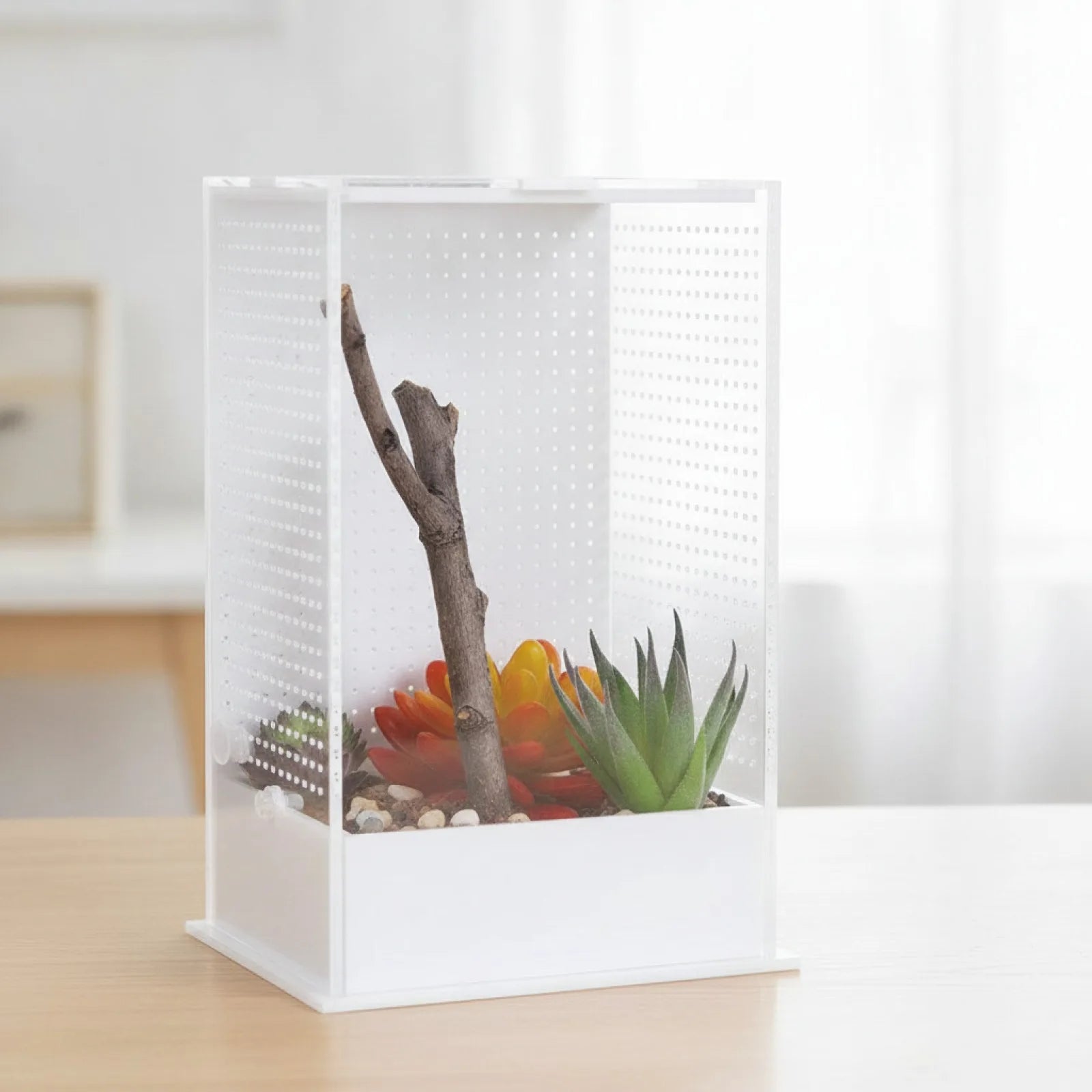 Terrarium Acrylique Transparent : Vue Panoramique
