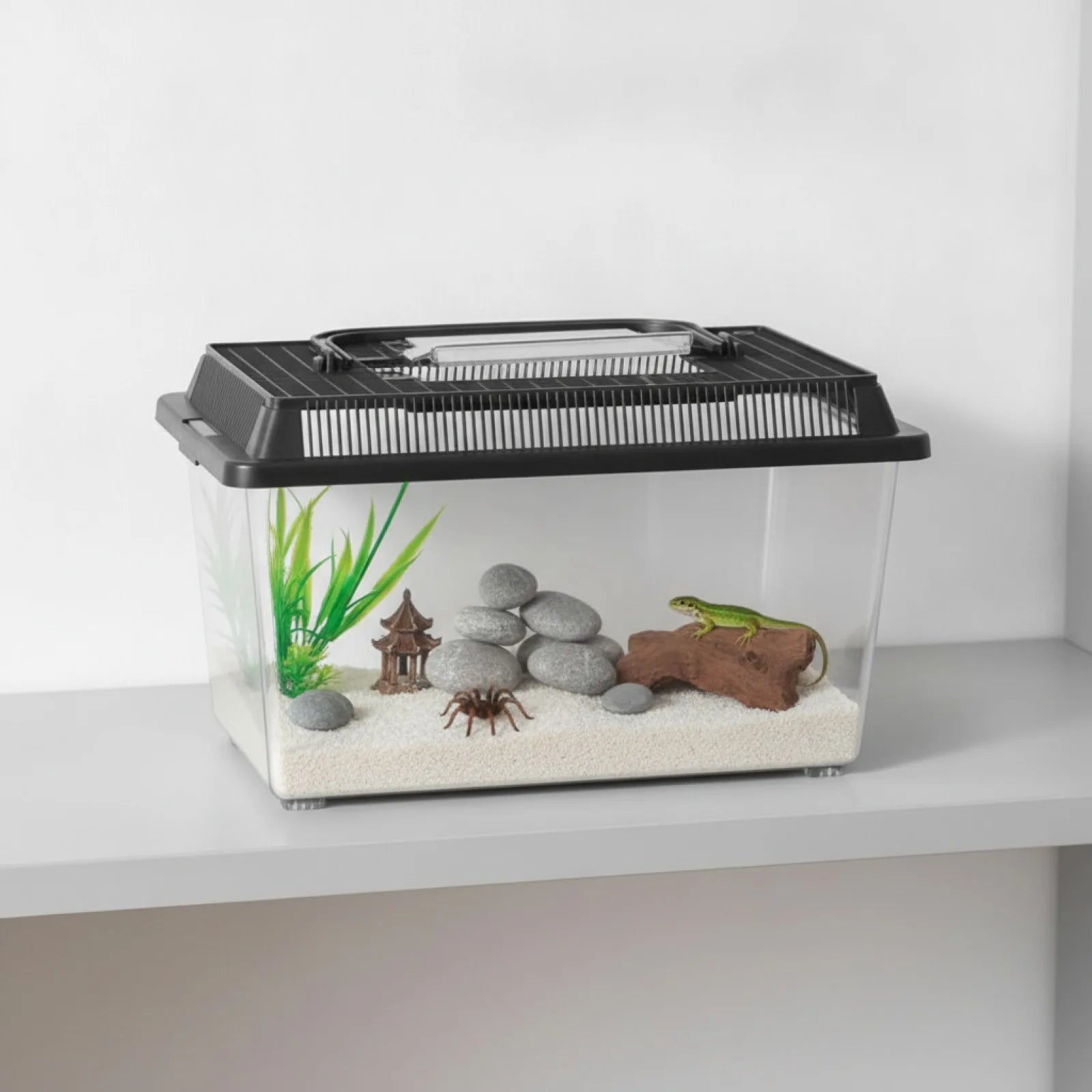 Boîte d'Élevage Reptile Transparente et Portable