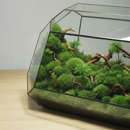 Terrarium Géométrique BenRussell en Verre