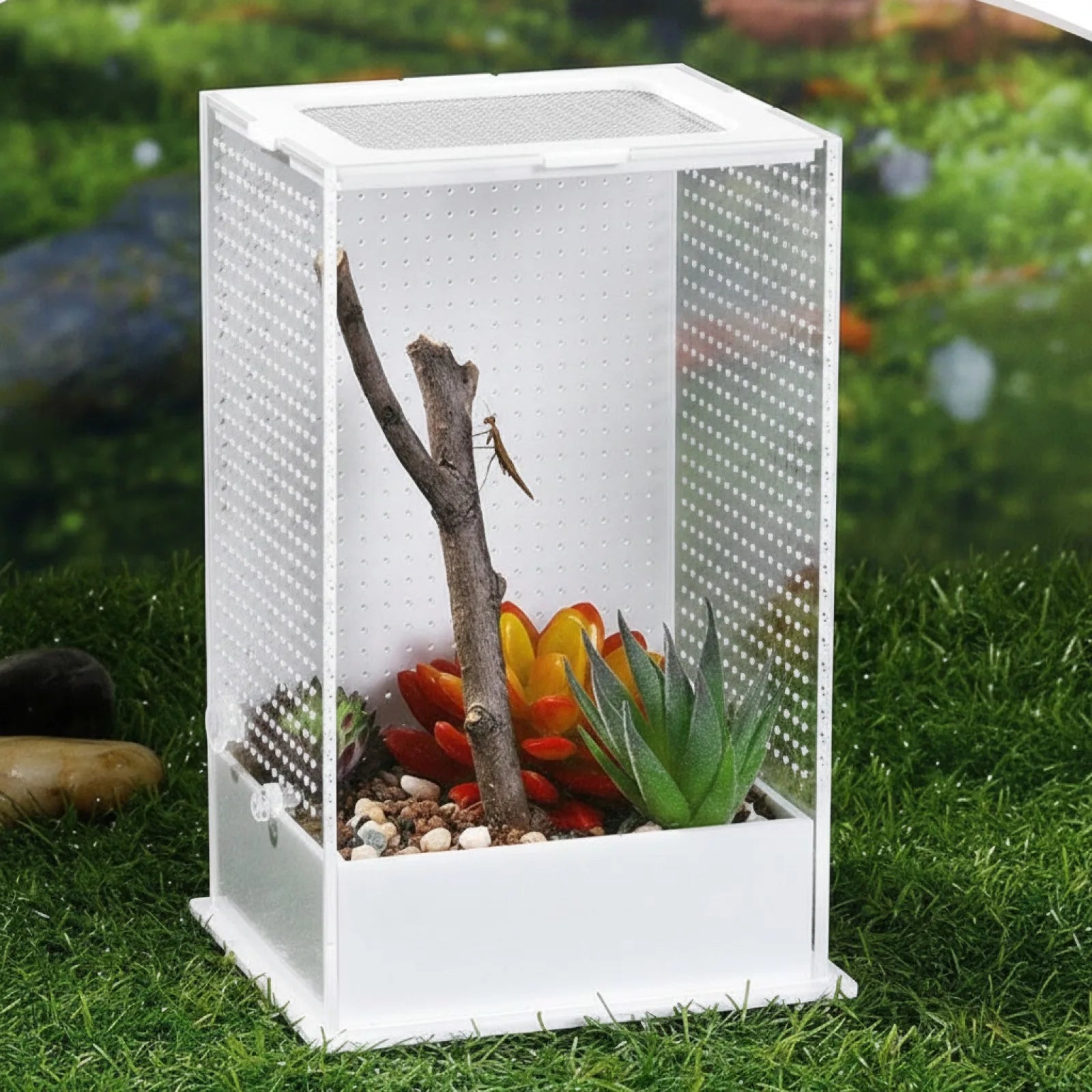 Terrarium Acrylique Transparent : Vue Panoramique