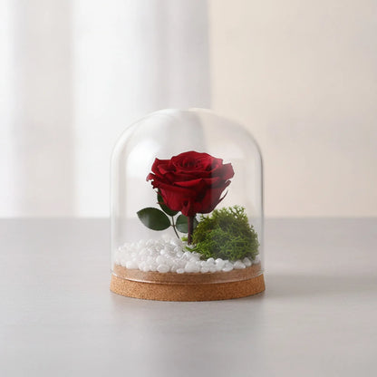 Cloche en Verre & Bois pour Fleurs Séchées et Plantes