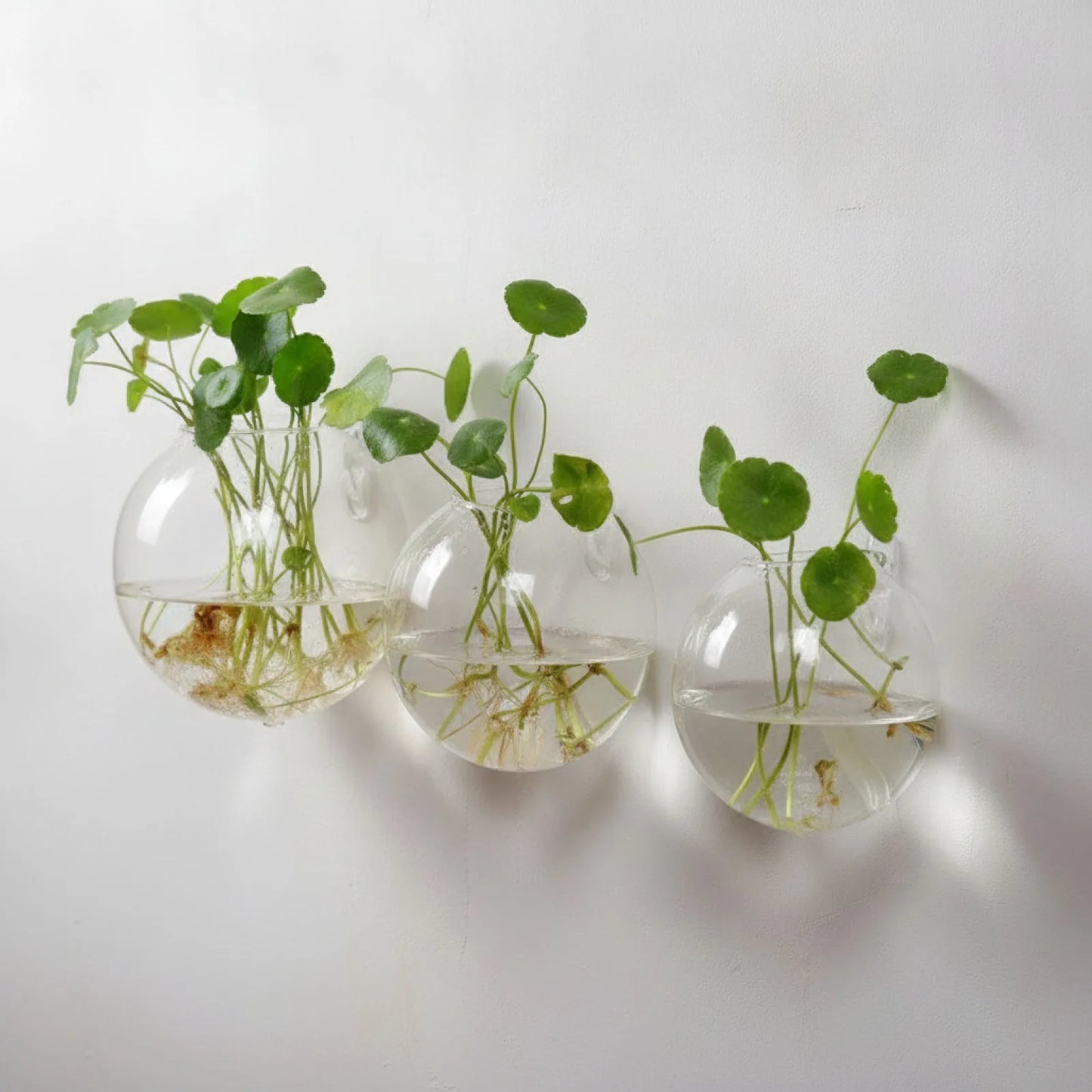 Terrarium Mural Design en Verre Suspendu