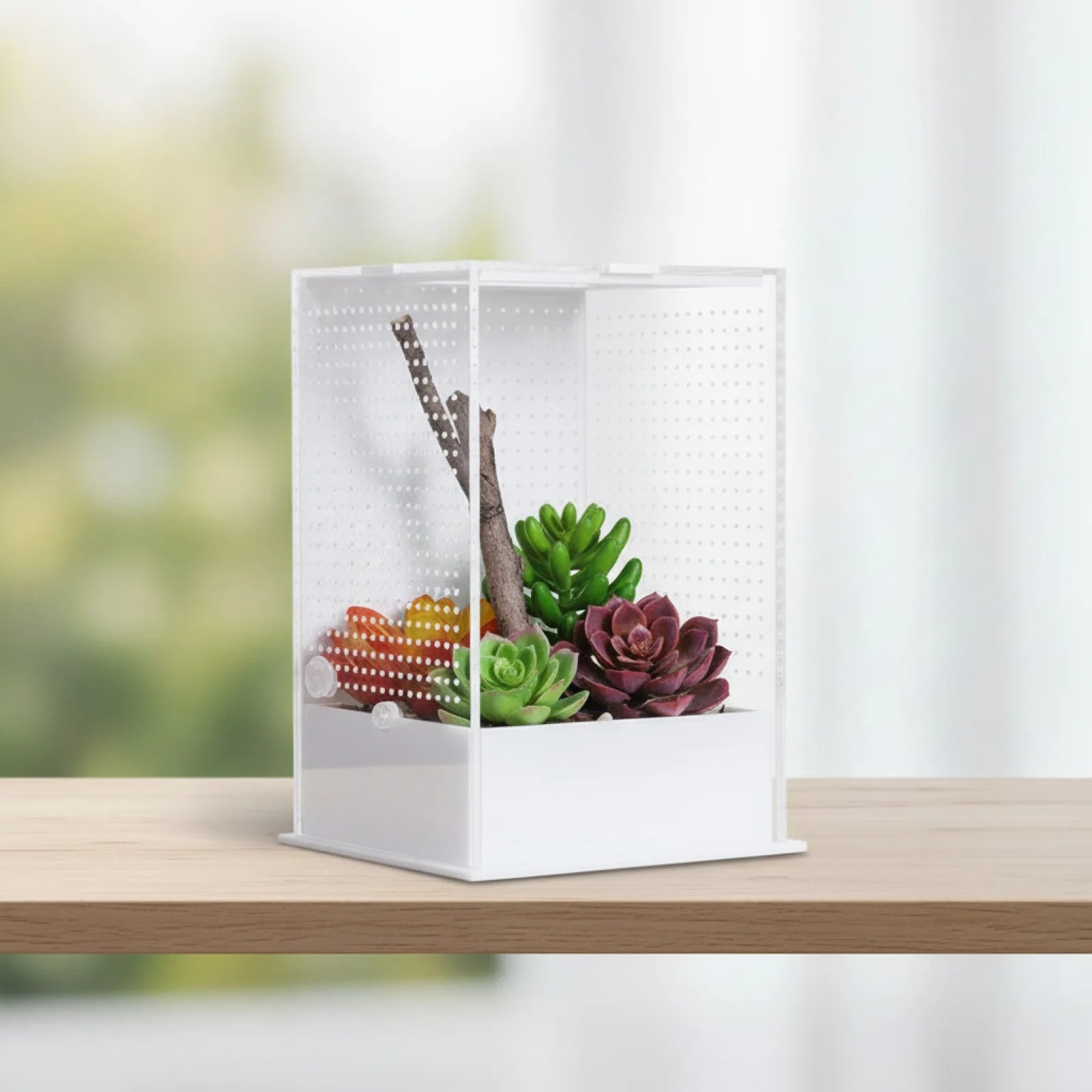 Terrarium Acrylique Transparent : Vue Panoramique